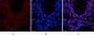 CREB-1 (phospho Ser133) Polyclonal Antibody