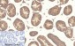 CREB-1 (phospho Ser133) Polyclonal Antibody