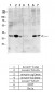 CREB-1 (phospho Ser133) Polyclonal Antibody