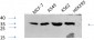 CREB-1 (phospho Ser133) Polyclonal Antibody