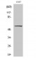 c-Src (phospho Tyr529) Polyclonal Antibody