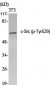 c-Src (phospho Tyr529) Polyclonal Antibody