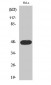 Cyclin E1 (phospho Thr395) Polyclonal Antibody