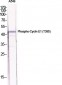 Cyclin E1 (phospho Thr395) Polyclonal Antibody