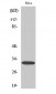 DARPP-32 (phospho Thr75) Polyclonal Antibody