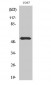 Dok-2 (phospho Tyr299) Polyclonal Antibody
