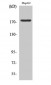 EGFR (phospho Tyr1092) Polyclonal Antibody