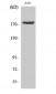 EGFR (phospho Tyr1197) Polyclonal Antibody