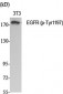 EGFR (phospho Tyr1197) Polyclonal Antibody