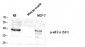eIF2α (phospho Ser51) Polyclonal Antibody