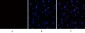 eIF2α (phospho Ser51) Polyclonal Antibody