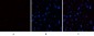 eIF2α (phospho Ser51) Polyclonal Antibody