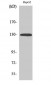 EphA2 (phospho Tyr588) Polyclonal Antibody