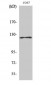 FAK (phospho Tyr861) Polyclonal Antibody