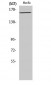 Flk-1 (phospho Tyr1175) Polyclonal Antibody