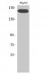 Flk-1 (phospho Tyr1214) Polyclonal Antibody