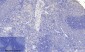 FoxO3A (phospho Ser253) Polyclonal Antibody