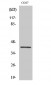 GATA-1 (phospho Ser310) Polyclonal Antibody