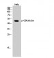 GSK3β (phospho Ser9) Polyclonal Antibody