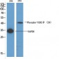 GSK3β (phospho Ser9) Polyclonal Antibody