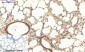 GSK3β (phospho Ser9) Polyclonal Antibody