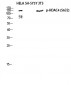HDAC4 (phospho Ser632) Polyclonal Antibody