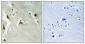 Histone H2A.X (phospho Ser139) Polyclonal Antibody