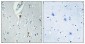 Histone H2A.X (phospho Ser139) Polyclonal Antibody