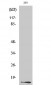 Histone H2A.X (phospho Ser139) Polyclonal Antibody