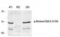 Histone H2A.X (phospho Ser139) Polyclonal Antibody