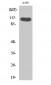 Hrs (phospho Tyr216) Polyclonal Antibody