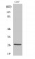 HSP27 (phospho Ser15) Polyclonal Antibody