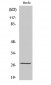 HSP27 (phospho Ser82) Polyclonal Antibody