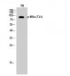 IKKα (phospho Thr23) Polyclonal Antibody