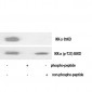 IKKα (phospho Thr23) Polyclonal Antibody