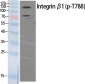 Integrin β1 (phospho Thr788) Polyclonal Antibody