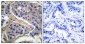 IRS-1 (phospho Ser307) Polyclonal Antibody