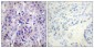 IRS-1 (phospho Ser307) Polyclonal Antibody