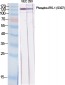 IRS-1 (phospho Ser307) Polyclonal Antibody