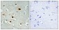 IRS-1 (phospho Ser636) Polyclonal Antibody