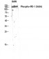 IRS-1 (phospho Ser636) Polyclonal Antibody