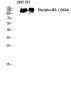 IRS-1 (phospho Ser636) Polyclonal Antibody