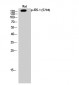 IRS-1 (phospho Ser794) Polyclonal Antibody