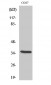 IκB-α (phospho Ser32/S36) Polyclonal Antibody