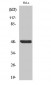 IκB-β (phospho Ser23) Polyclonal Antibody