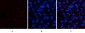 JAK1 (phospho Tyr1022) Polyclonal Antibody