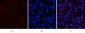 JAK1 (phospho Tyr1022) Polyclonal Antibody