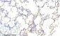 JAK1 (phospho Tyr1022) Polyclonal Antibody
