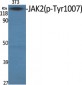 JAK2 (phospho Tyr1007) Polyclonal Antibody