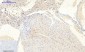 JAK2 (phospho Tyr1007) Polyclonal Antibody